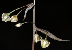 Image: P.B. Heenan © Landcare Research 2014 